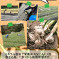 【即日発送】青森県産 幻の生にんにく 1kg【冷蔵便】 令和8年度産 Mサイズ以上L～2L混合
