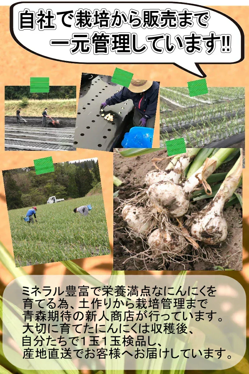 【即日発送】青森県産 幻の生にんにく 1kg【冷蔵便】 令和8年度産 Mサイズ以上L～2L混合