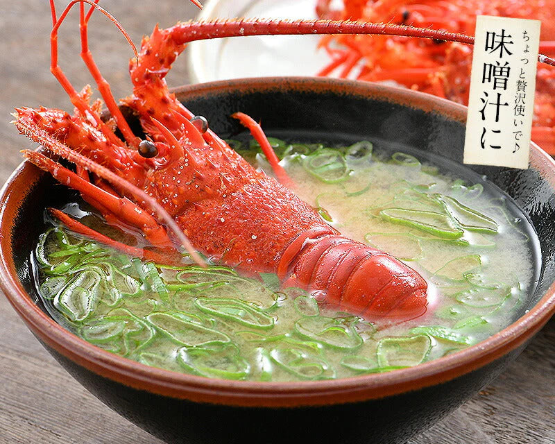 伊勢海老 千葉県産 外房イセエビ 特大サイズ600g×1尾 刺身 冷凍 伊勢エビ 伊勢えび えび エビ 海鮮 魚介 プリプリ 濃厚 グルメ 贈り物 ［送料無料］ 母の日 プレゼント ギフト  母の日思いの 健康 実用的 父の日 子供 孫