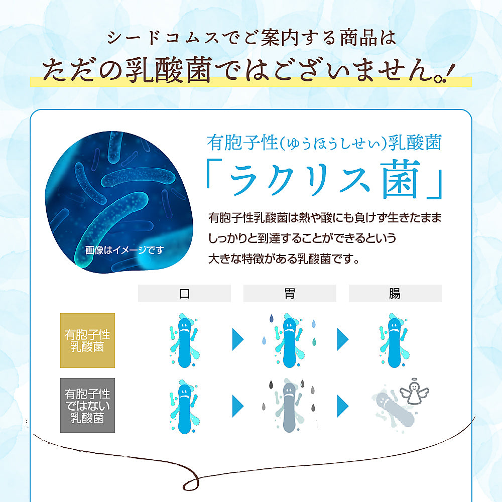 乳酸菌《約6ヶ月分》有胞子性乳酸菌ソフトカプセル/ 乳酸菌 高配合 サプリ 桜の花エキス