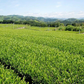 訳あり静岡茶100g×6 茎入茶葉 お茶 お茶の葉 日本茶 緑茶 一番茶 カテキン緑茶 深蒸し茶 お徳用 業務用【エコ得】