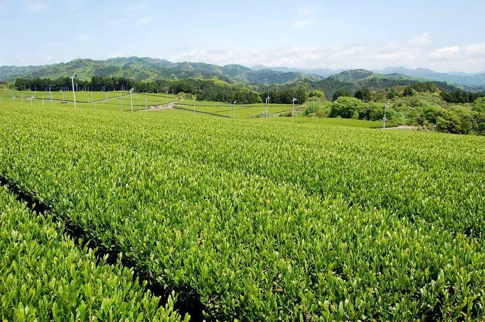 訳あり静岡茶100g×6 茎入茶葉 お茶 お茶の葉 日本茶 緑茶 一番茶 カテキン緑茶 深蒸し茶 お徳用 業務用【エコ得】
