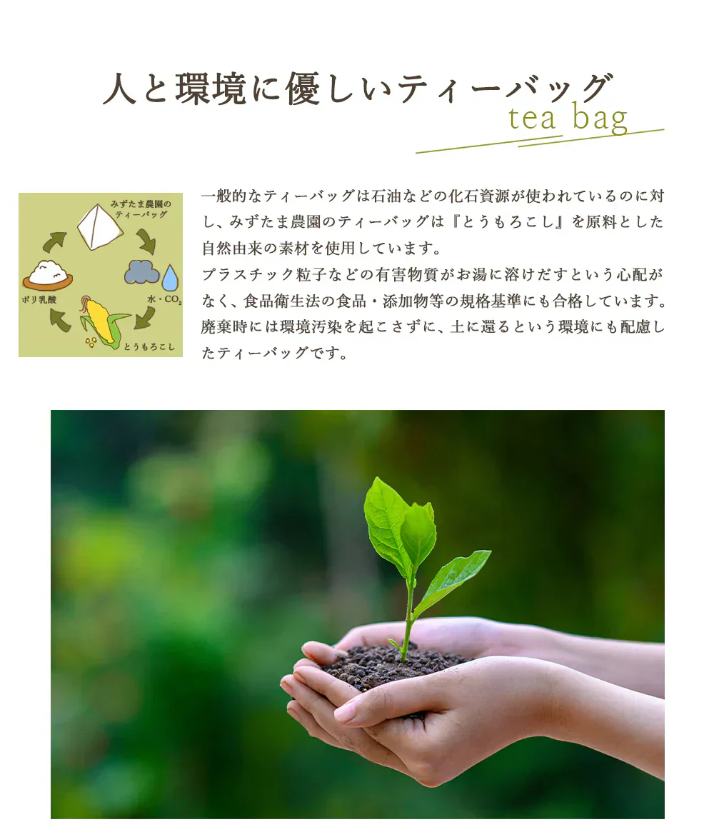 ゴクゴクすっきり 深蒸し ティーバッグ 100個入 みずたま農園製茶場 緑茶 水出し 国産 お茶 ティーパック 日本茶 緑茶 深蒸し茶 煎茶 水出し緑茶 国産 静岡 静岡茶 牧之原 送料無料 大容量 メール便