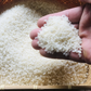 【1日5点限定販売!!】新米 北海道 富良野産 ゆめぴりか 5kg ちにたふぁーむで作ったお米