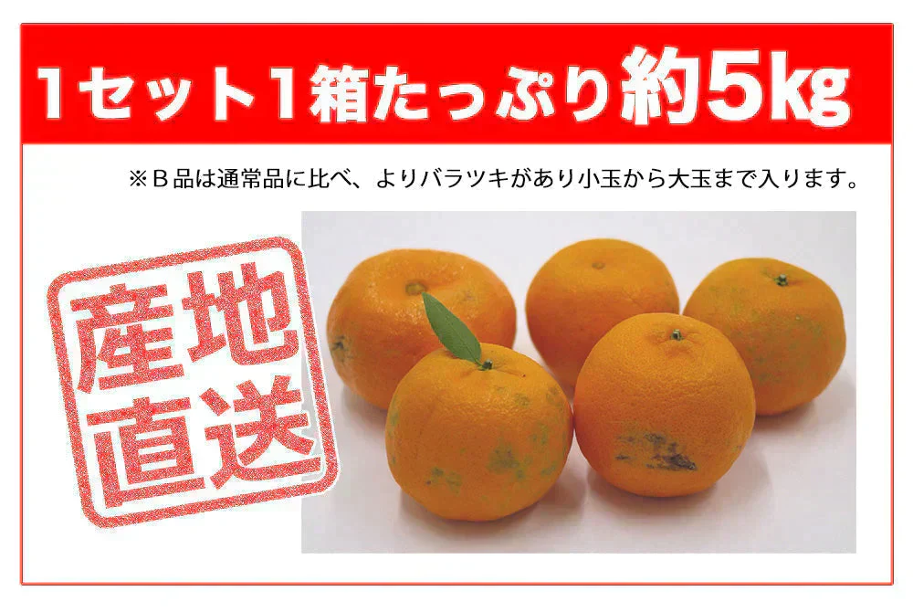 ポンカン 訳あり 愛媛 5kg 送料無料 ご家庭用 箱買い サイズミックス みかん 蜜柑 産地直送 愛媛県産 YDF-003