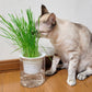 猫草 水耕栽培 ねこ草栽培セット（10回分）種20g ジフィ10個 容器2個[発送は翌年1月～となります。]