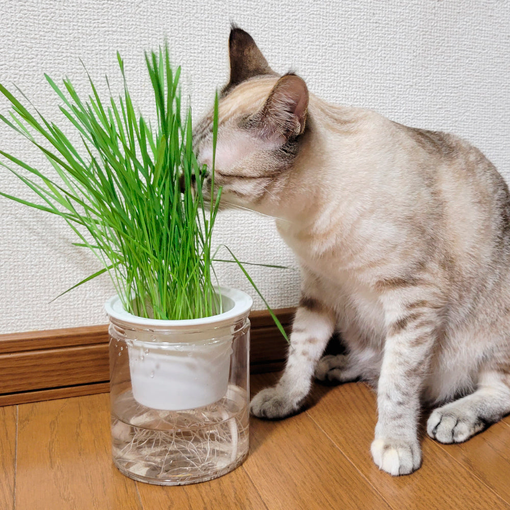 猫草 水耕栽培 ねこ草栽培セット（10回分）種20g ジフィ10個 容器2個[発送は翌年1月～となります。]