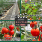 【3.4.5.6月限定】高糖度★収穫後すぐ発送！　高糖度紅すずめ　1500g　ミニトマト　こだわり農家の希少な逸品