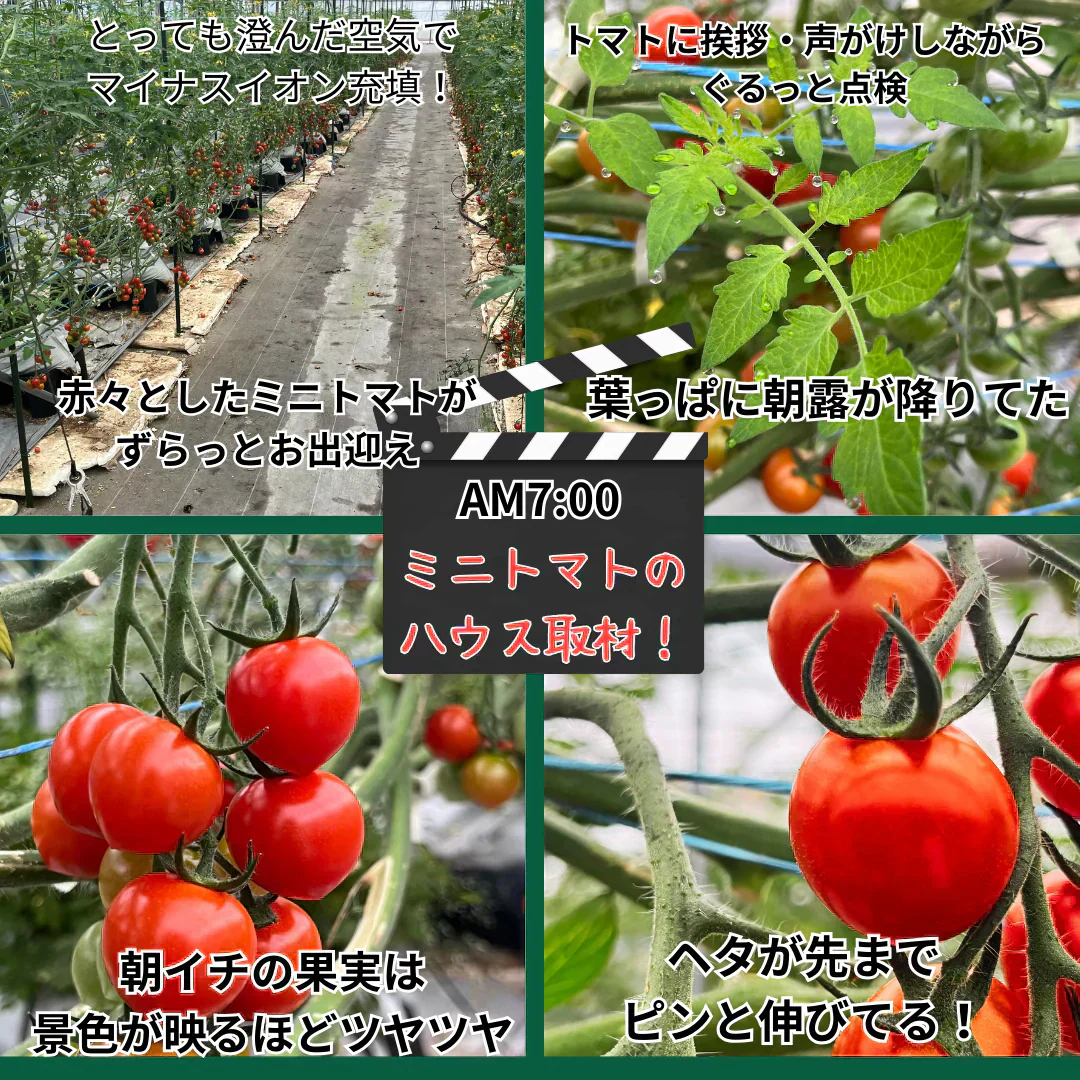 【3.4.5.6月限定】高糖度★収穫後すぐ発送！　高糖度紅すずめ　1500g　ミニトマト　こだわり農家の希少な逸品