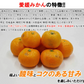 みかん 訳あり 送料無料 5kg B品 愛媛みかん 温州みかん ミカン 蜜柑 安い 甘い 箱買い 産地直送 愛媛県産 YDF-001