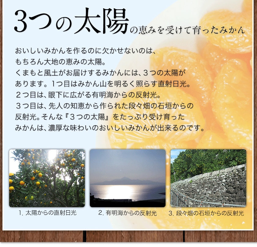熊本 みかん 訳あり 9kg 熊本県産 熊本 小玉 不選別 みかん 家庭用 送料無料 早生 ミカン フルーツ お取り寄せ 柑橘 フルーツ 果物  《10月中旬-11月中旬に出荷予定》