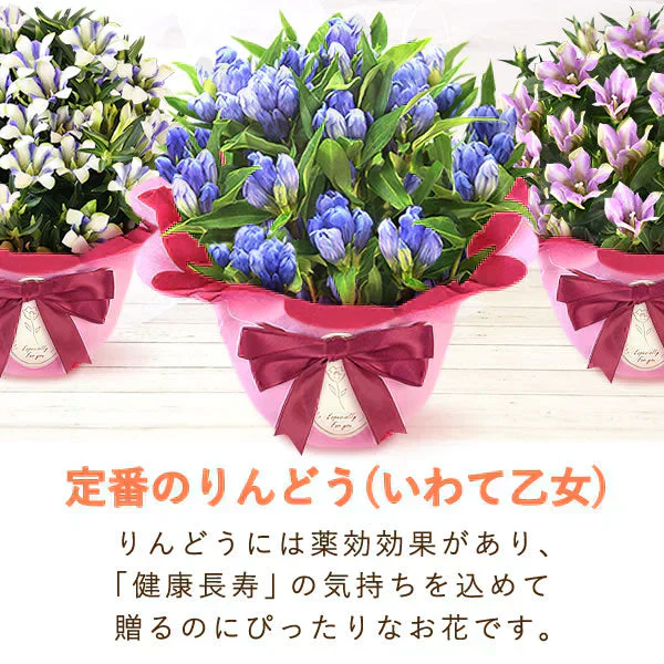 敬老の日 りんどう(いわて乙女)＆和菓子セット 【おいもや】（9月12日〜15日配送） KR