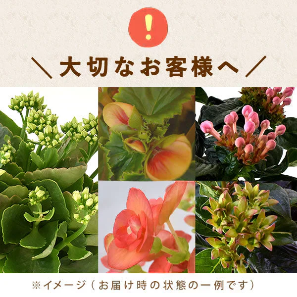 敬老の日 ベゴニア鉢植え5号（黄色）＆ミニ苺バウム 【おいもや】（9/12〜15いずれかに配送） KR