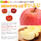 【12月上旬-下旬頃ご注文受付順次】サンふじりんご　約5kg箱　12-20玉前後 樹上完熟りんごを産地直送