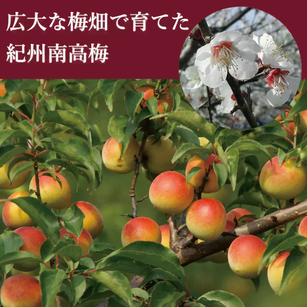 【送料無料】紀州南高梅 つぶれ梅 味梅(はちみつ味) 400g×2袋 ※塩分約8％　紀州 南高梅 梅 セール はちみつ うめしそ かつお　800g 送料無料
