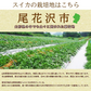 【7月下旬-8月下旬頃からご注文順次】山形県産 尾花沢すいか 1玉 (秀品 1玉 約7-8kg前後)大玉スイカ すいか スイカ 西瓜 大玉 夏ギフト お中元 暑中見舞い ギフト 贈り物 プレゼント 人気 果物 フルーツ 山形県 お取り寄せ
