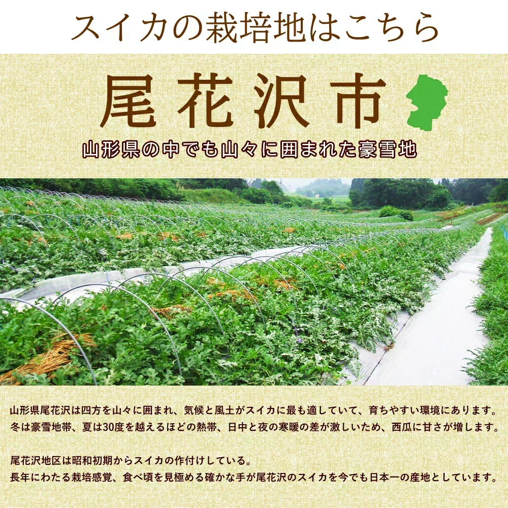 【7月下旬-8月下旬頃からご注文順次】山形県産 尾花沢すいか 1玉 (秀品 1玉 約7-8kg前後)大玉スイカ すいか スイカ 西瓜 大玉 夏ギフト お中元 暑中見舞い ギフト 贈り物 プレゼント 人気 果物 フルーツ 山形県 お取り寄せ
