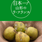 ギフト 送料無料 山形県産 洋梨 ラフランス 約1.5kg(2L〜L・6玉入り) のし対応 お歳暮 プレゼント ※一部地域は別途送料追加 rf17