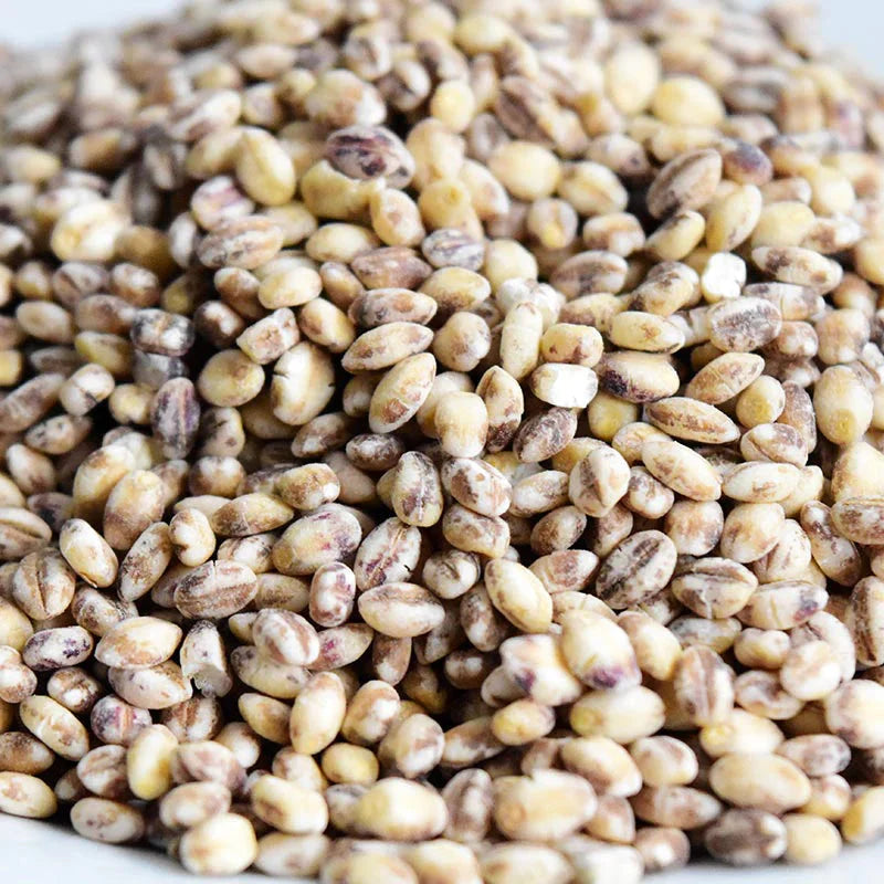 もち麦 国産 900g ダイシモチ 茶紫色 雑穀 送料無料