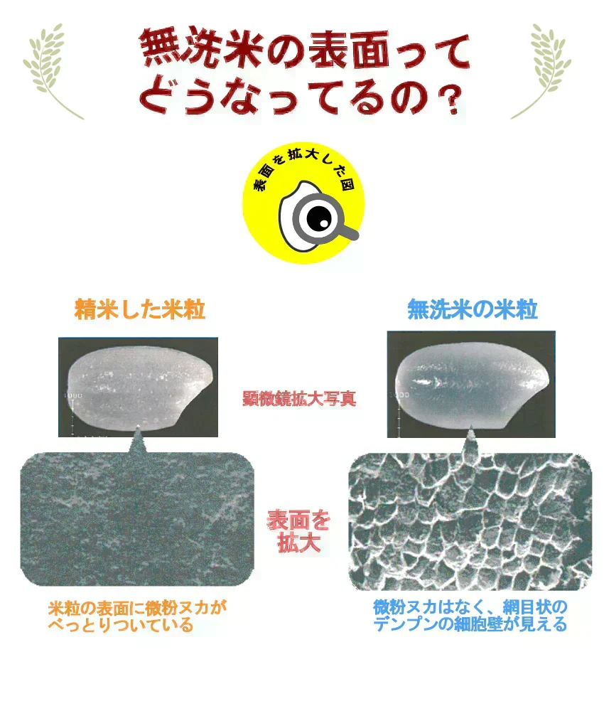 【令和7年産】無洗米 あきたこまち 無洗米 10kg 秋田小町 5kg×2 2025年産 人気銘柄