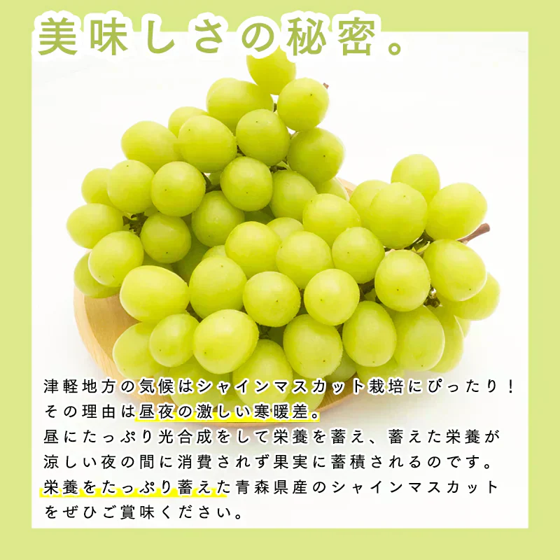 【 10月下旬頃発送予定】青森県産 家庭用 訳あり シャインマスカット 約600g バラ詰め