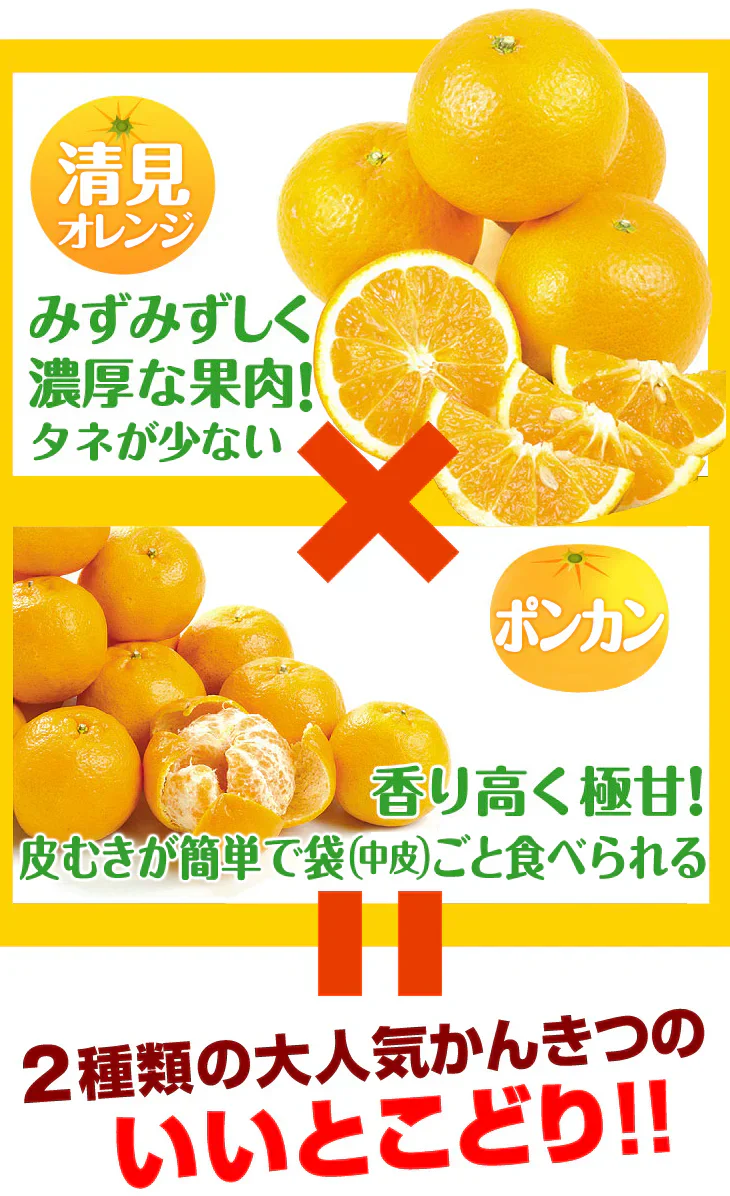 みかん　大分産　はるみ　1.5kg　ご家庭用（発送予定：2025年3月中旬より）