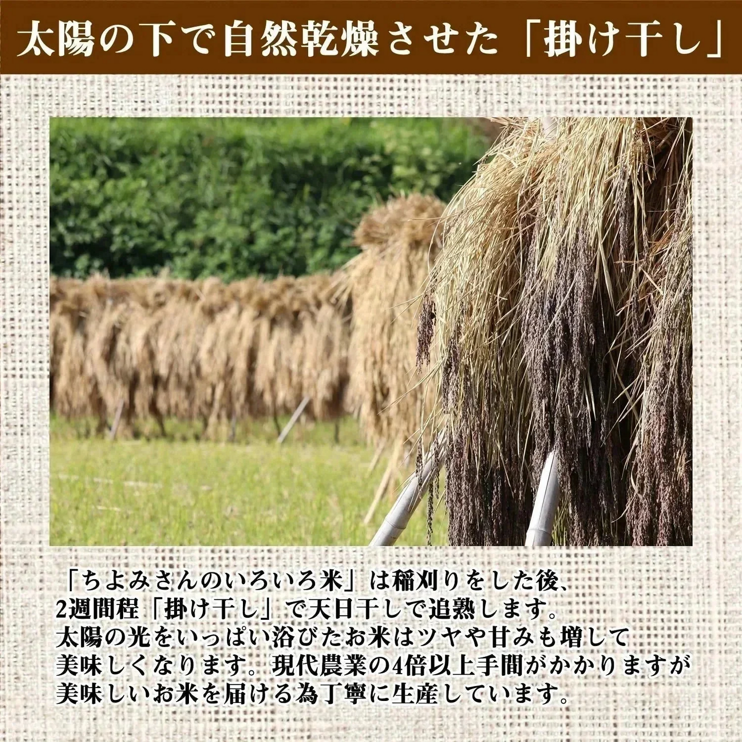 【300g】36種類の古代米ブレンド いろいろ米 送料無料 国産 大分県産 栽培期間中 農薬不使用 無農薬 化学肥料不使用 自然農法 掛け干し米 共生栽培 オーガニック お米 玄米 うるち米 黒米 赤米 緑米 ミックス 混ぜるだけ