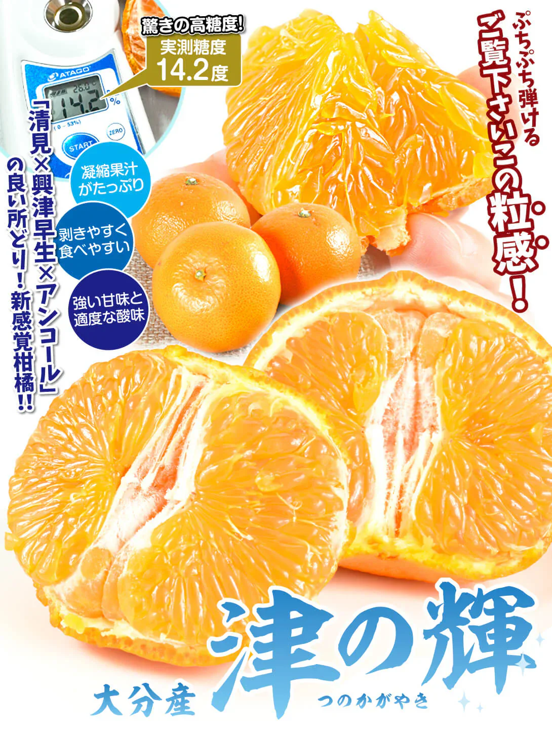 みかん　大分産　津の輝　1.5kg　ご家庭用（発送予定：2025年1月下旬より）