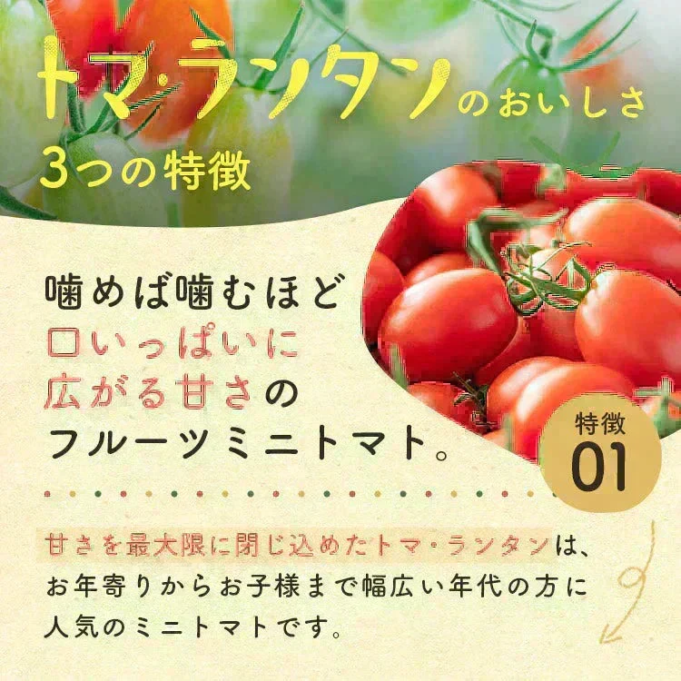 【予約】2027年1月以降より順次発送予定　家族の笑顔が広がる完熟ミニトマト「トマランタン」250g  （150g＋補償分100g）（補償分以上の不良は交換対応可能）　最低230g保証【カウシェファーム収穫対象商品】