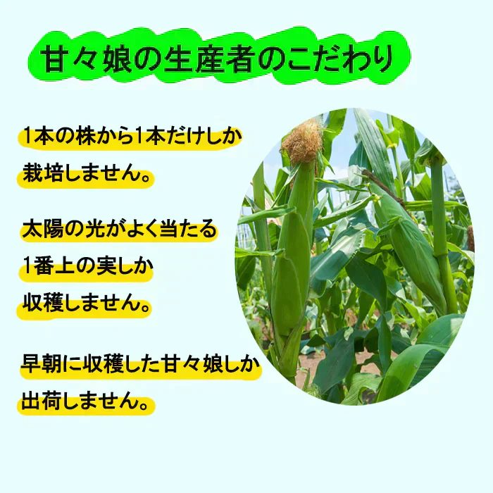 【6月発送】とうもろこし 甘々娘 約1.5キロ 朝採り 生で食べられるとうもろこし