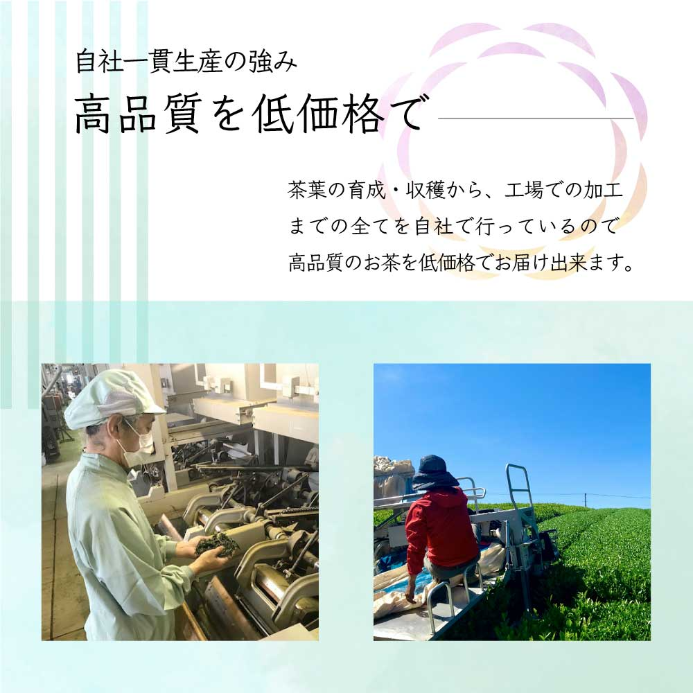 べにふうき 【2袋セット】HARUHANA べにふうき ティーバッグ 3g×25個 べにふうき茶 お茶 緑茶 煎茶 深蒸し茶 粉末茶 国産 静岡 静岡茶 牧之原 牧之原茶 製菓用 大容量 冷茶 ティーパック パック