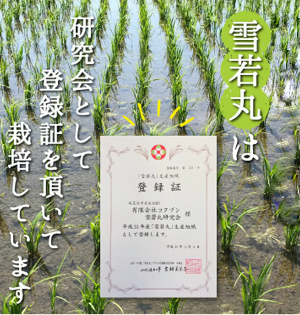 米 2kg 雪若丸 精米 山形県産 送料無料 令和6年産 ギフト 単一原料米 ブランド米 こめ コメ 白米 産地直送 kkb-004