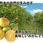 【10月上旬～中旬頃より順次出荷】みかん 5kg 送料無料 訳あり 箱込（内容量4kg＋補償分500g) 無選別 熊本みかん 極早生みかん 早生みかん 温州みかん蜜柑 ミカン