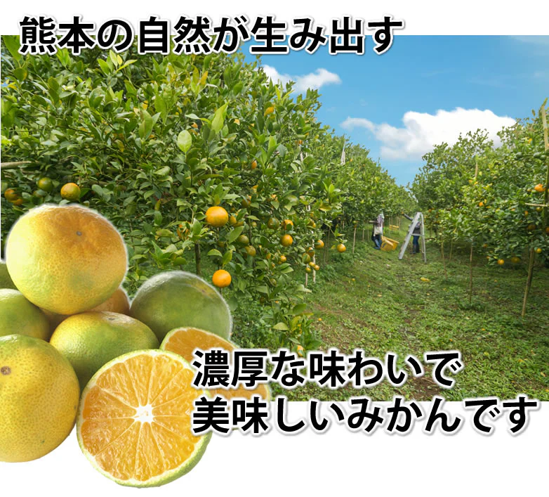 【10月上旬～中旬頃より順次出荷】みかん 5kg 送料無料 訳あり 箱込（内容量4kg＋補償分500g) 無選別 熊本みかん 極早生みかん 早生みかん 温州みかん蜜柑 ミカン
