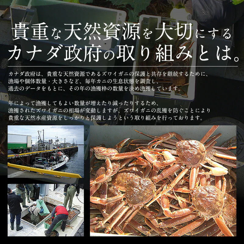 ずわい蟹 姿 3kg 600g前後×5尾 カニ かに 海鮮 ズワイガニ ずわいがに お取り寄せ 美味しい 蟹 ずわい ズワイ 蟹鍋 魚介 お取り寄せグルメ まとめ買い 食べ物 食品 ［送料無料］ 母の日 プレゼント ギフト  母の日思いの 健康 実用的 父の日 子供 孫