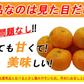 みかん 訳あり 送料無料 5kg B品 愛媛みかん 温州みかん ミカン 蜜柑 安い 甘い 箱買い 産地直送 愛媛県産 YDF-001