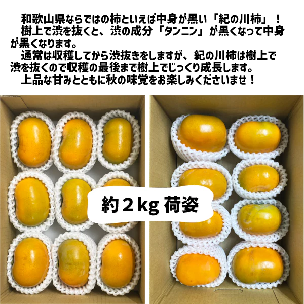 紀の川柿 訳あり 約2kg (８〜９玉) 和歌山県産 たねなし 種無し 平核無柿 刀根早生柿 送料無料 柿 カキ 黒あま ギフト
