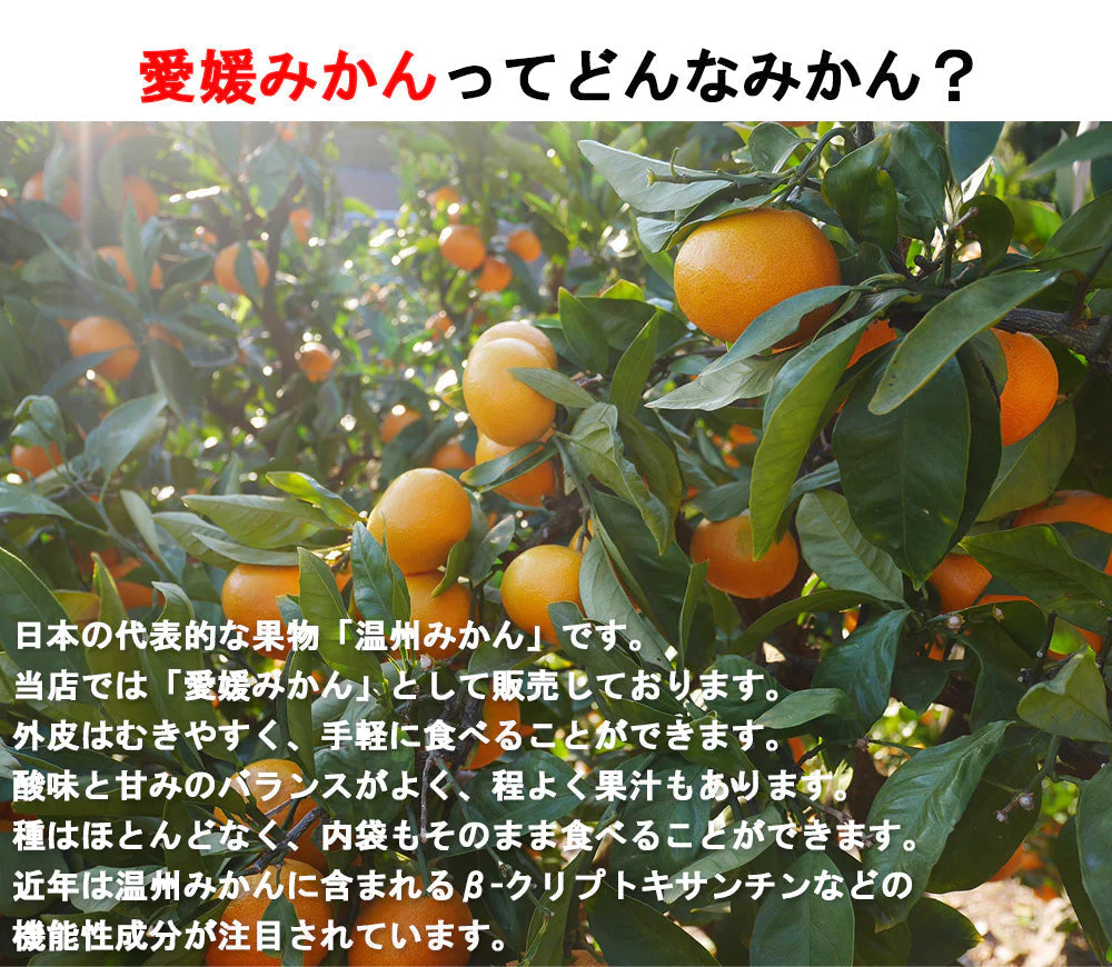 【最安値挑戦祭】みかん 5kg 送料無料 愛媛 みかん 温州みかん ミカン 蜜柑 安い 甘い 箱買い 産地直送 愛媛県産 YDF-00