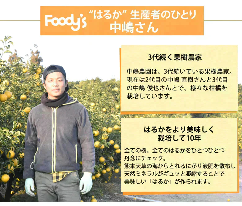 はるか みかん 10kg 箱込（内容量9kg＋補償分500g) 送料無料 訳あり 無選別 熊本県産 はるかみかん ミカン 蜜柑