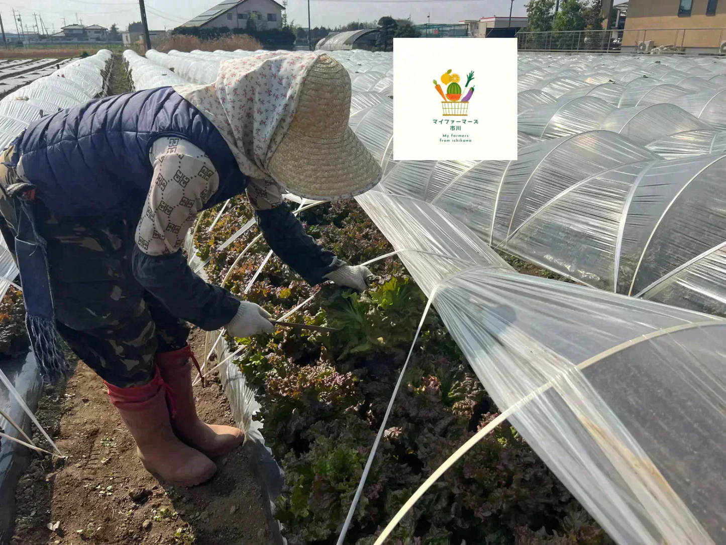 【2022年度 国内No.1獲得！】 クール便 市場直送！ 野菜セット 詰め合わせ 80サイズ箱 【 福袋 】玉ねぎ にんじん じゃがいも みかん 桃 シャインマスカット 食品 料理 フルーツ 果物 ギフト 贈答 お中元 お祝い 正月 謹賀新年