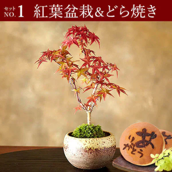 【敬老の日カード付】 紅葉のミニ盆栽＆ありがとうどら焼き 【おいもや】（9月13日〜16日配送） KR
