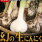 【即日発送】青森県産 幻の生にんにく 1kg【冷蔵便】 令和8年度産 Mサイズ以上L～2L混合