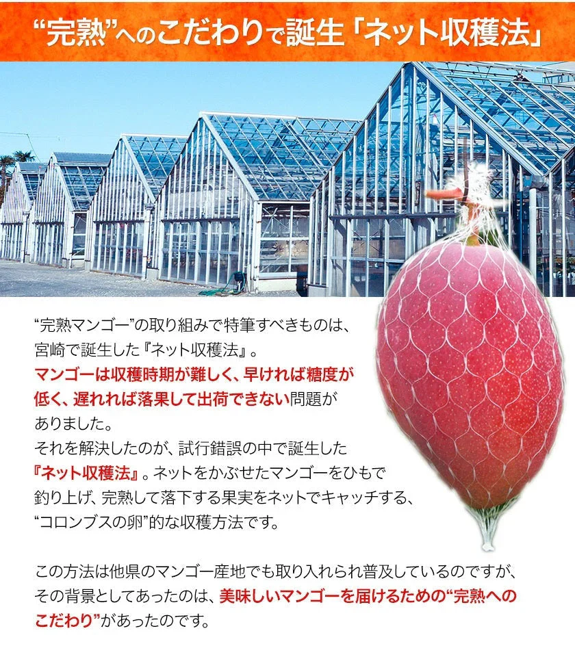 宮崎県産 完熟マンゴー マンゴー 2玉 化粧箱入り (Mサイズ:約240g～約309g) 送料無料 健康 ギフト プレゼント フルーツ 食べ物 贈答 旬の果物 贈答用