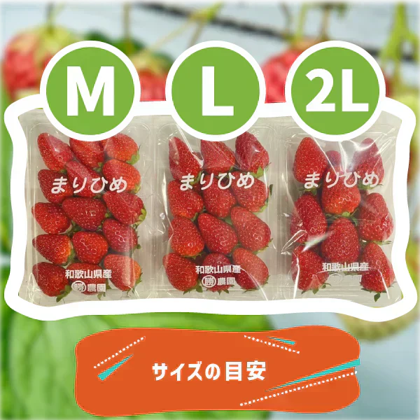 和歌山県産 まりひめ いちご M〜2L ２パック（250g×2パック）和歌山 紀の川市 ブランド 苺 イチゴ 送料無料 贈答 産地