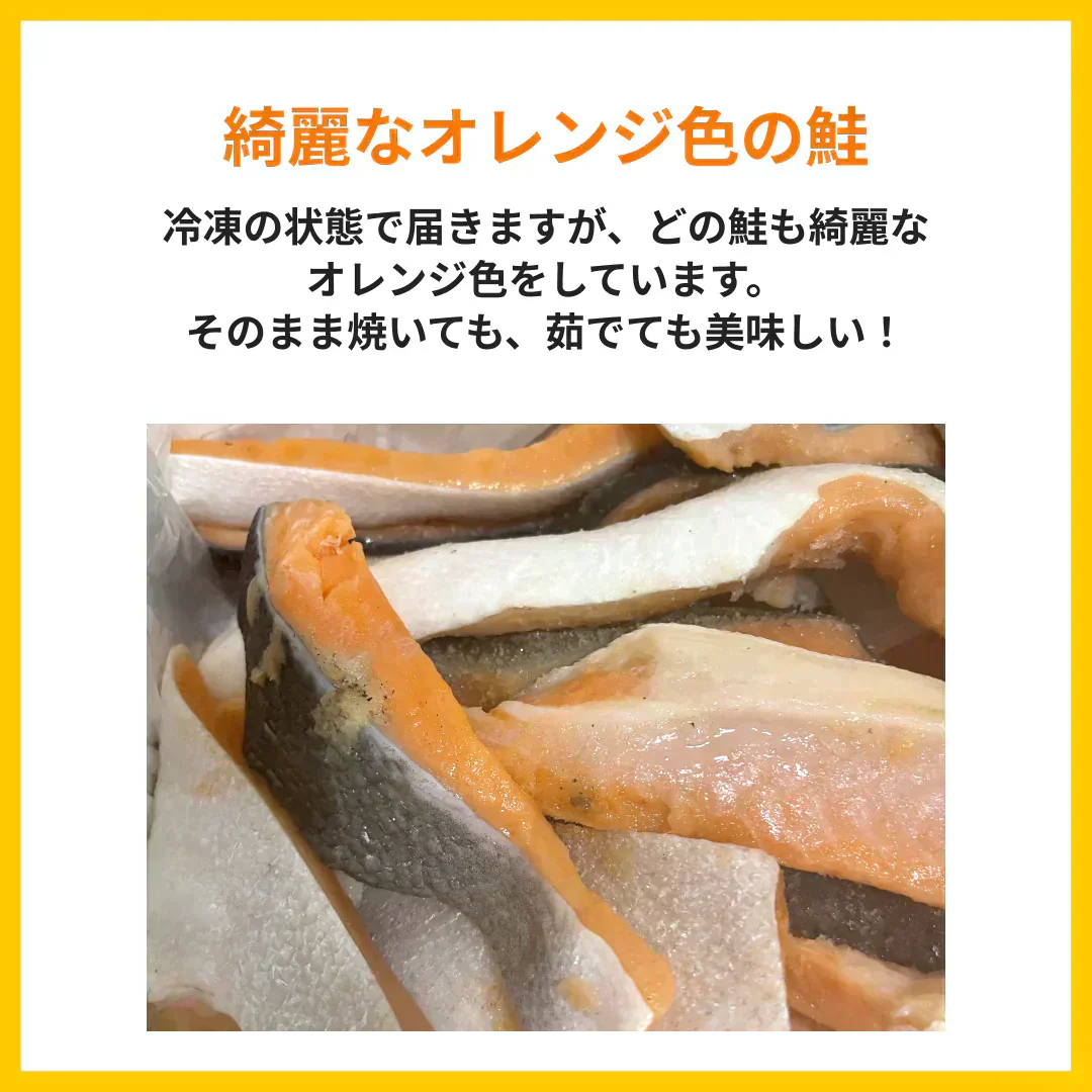 【水産仲卸直送】銀鮭の切り落とし　どどんと1.5kg！