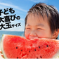 衝撃BIGサイズ！ 熊本県産 訳あり ジャンボスイカ 1玉（約6.8kg前後-約8kg前後）ジャンボすいか スイカ  すいか 旬 の 果物 夏 キャンプ バーベキュー BBQ 食材 デザート 家庭用 自家用 フルーツ 果物