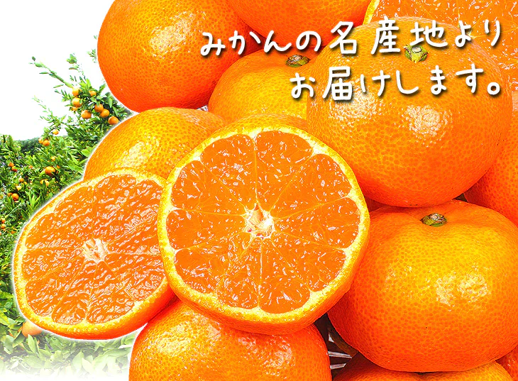 みかん　熊本産　おいしいみかん　1.5kg　サイズおまかせ　ご家庭用（発送予定：11月中旬より）