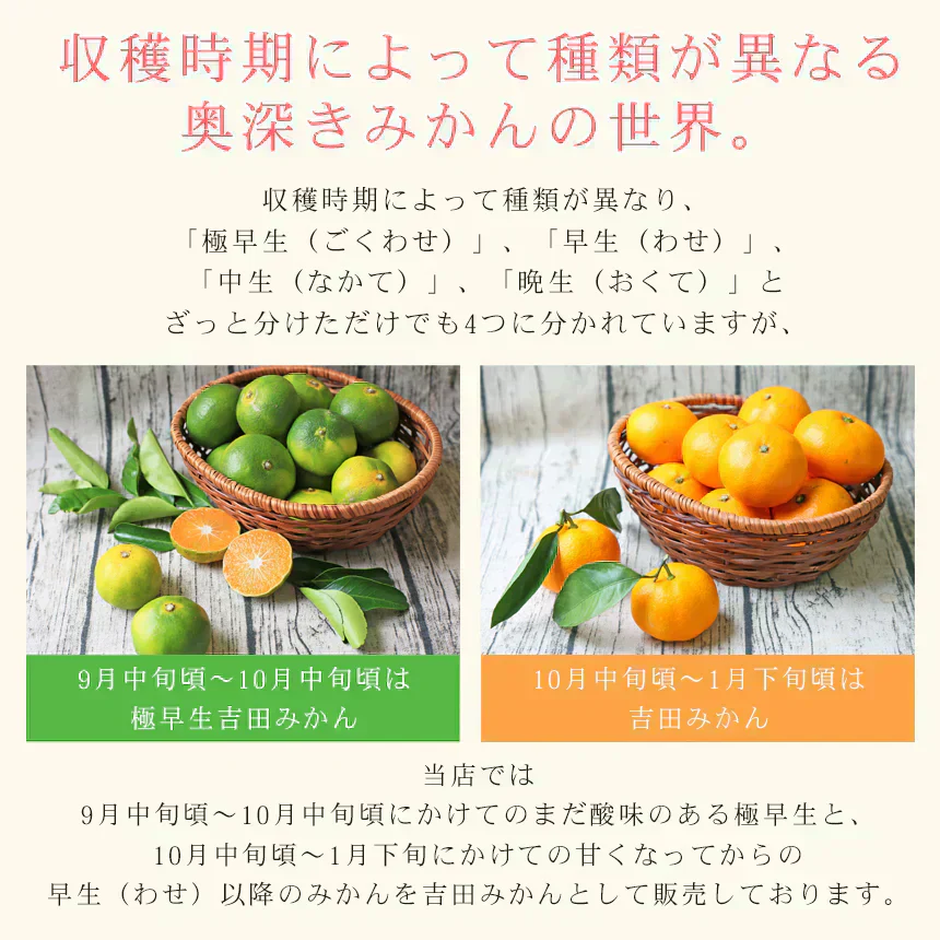 みかん　吉田みかん　５ｋｇ　ｆ吉０５　家庭用　M～2L　愛媛　吉田　果物　フルーツ　柑橘　ミカン　蜜柑　　訳あり　送料無料