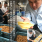 500g 1本物 天然 塩数の子 アラスカ産 特大サイズ