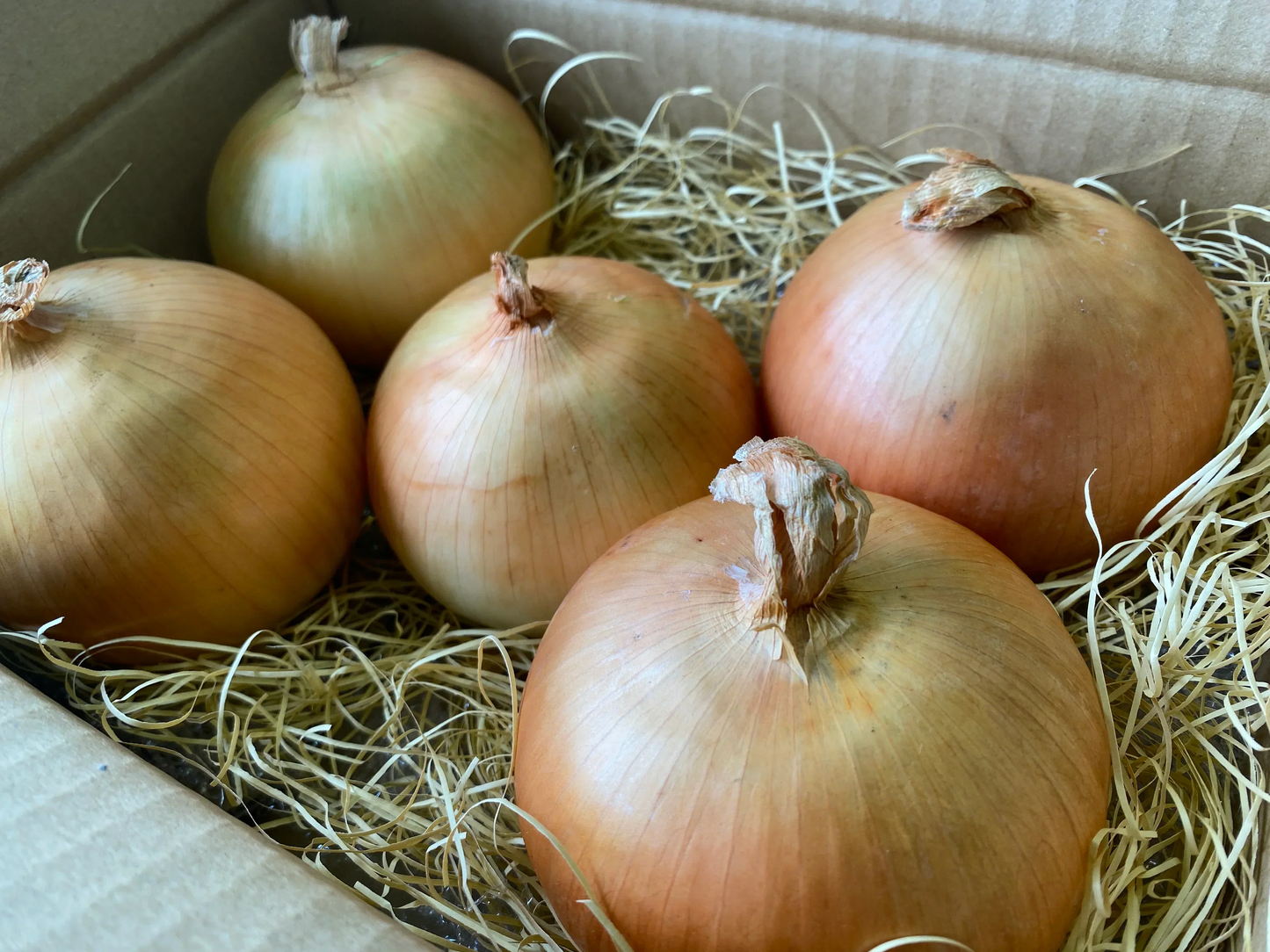 〈国産〉北海道産 大玉玉ねぎ(約1.5kg/5玉)